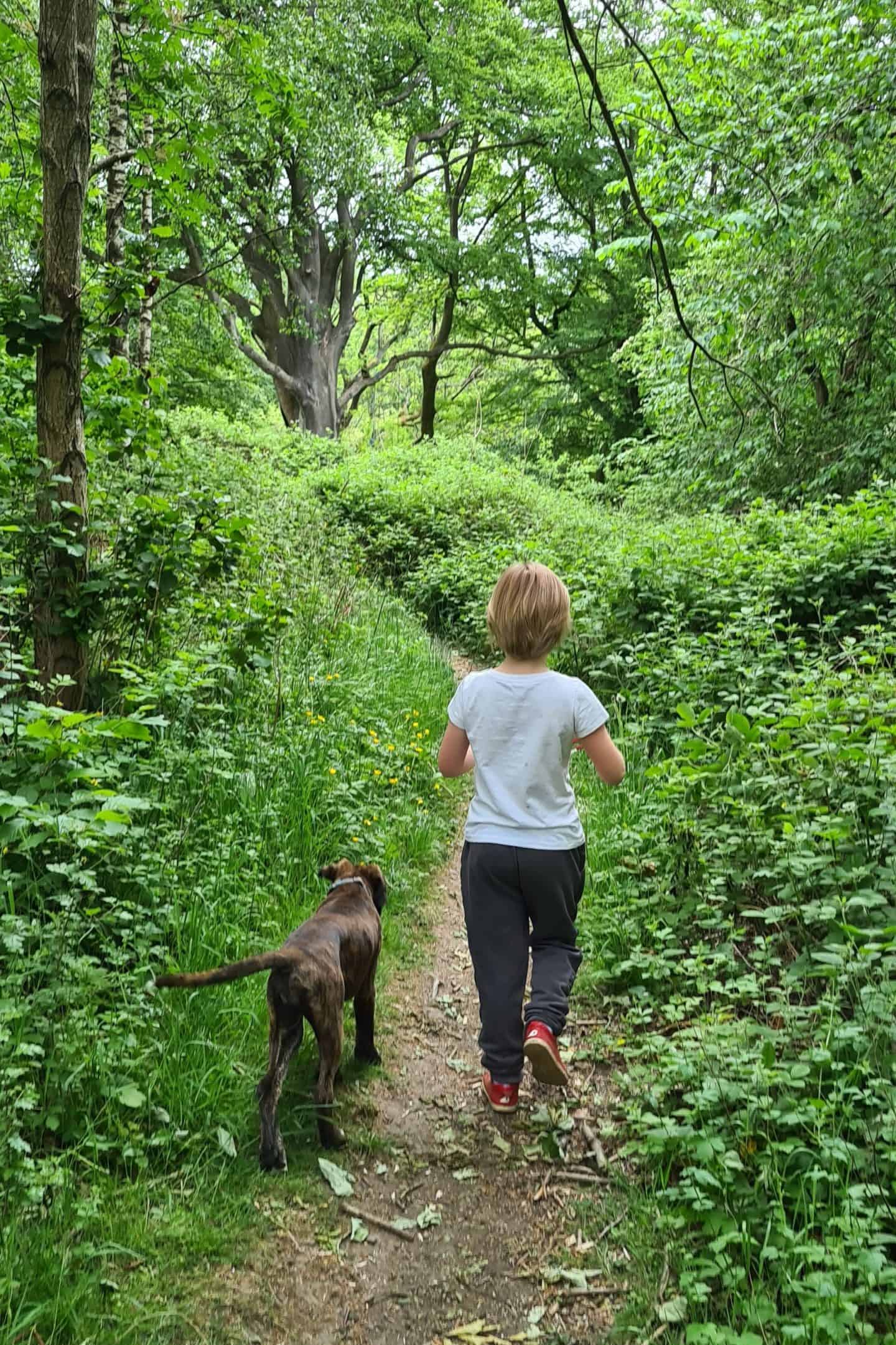 Boxer puppy and little girl walking in the woods
