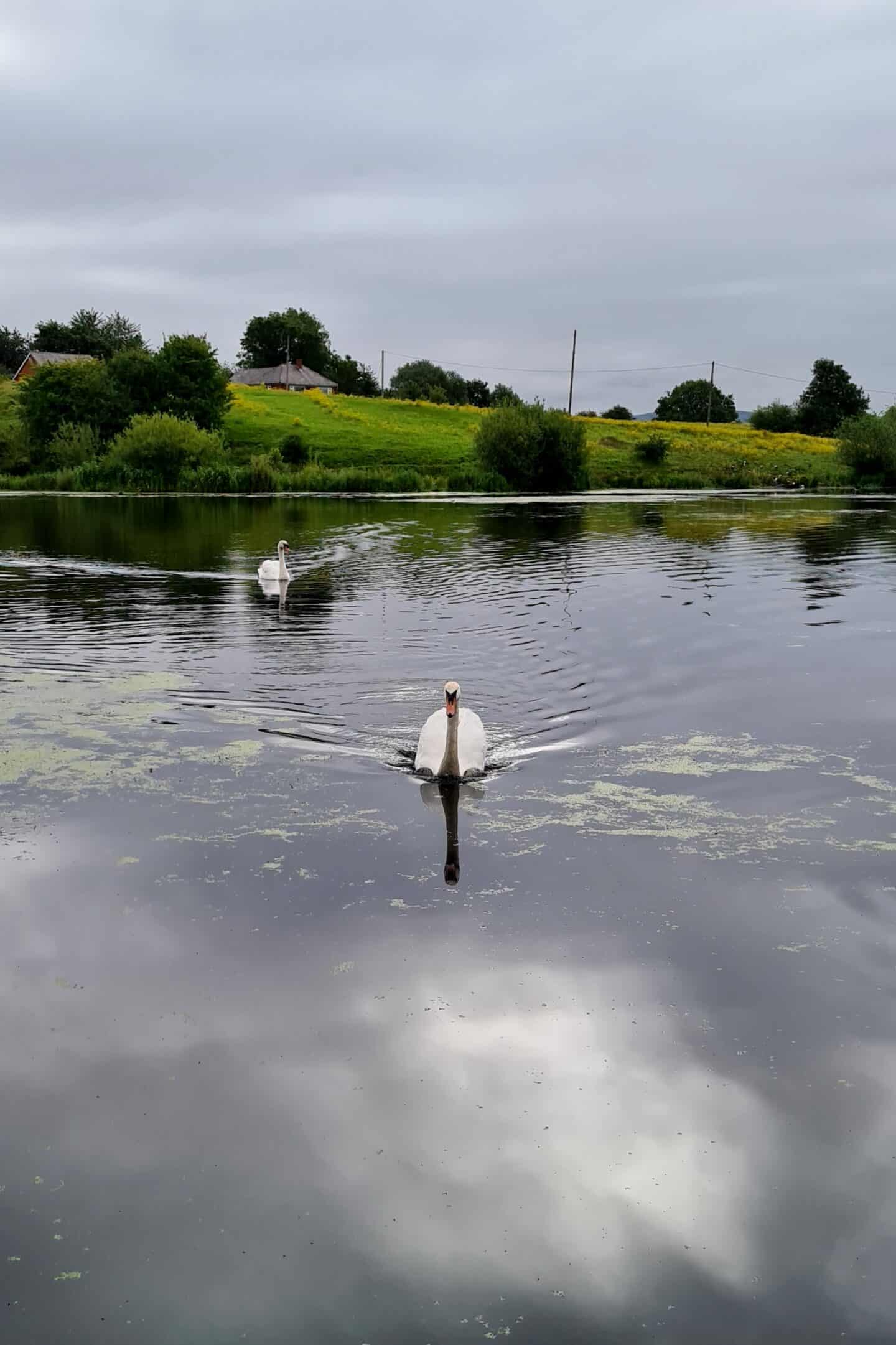 Swans on Crime Lake in Daisy Nook Country Park, Oldham