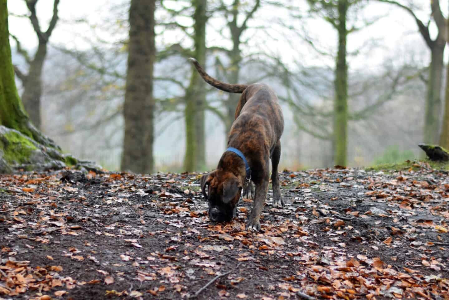 Brindle boxer in woodland