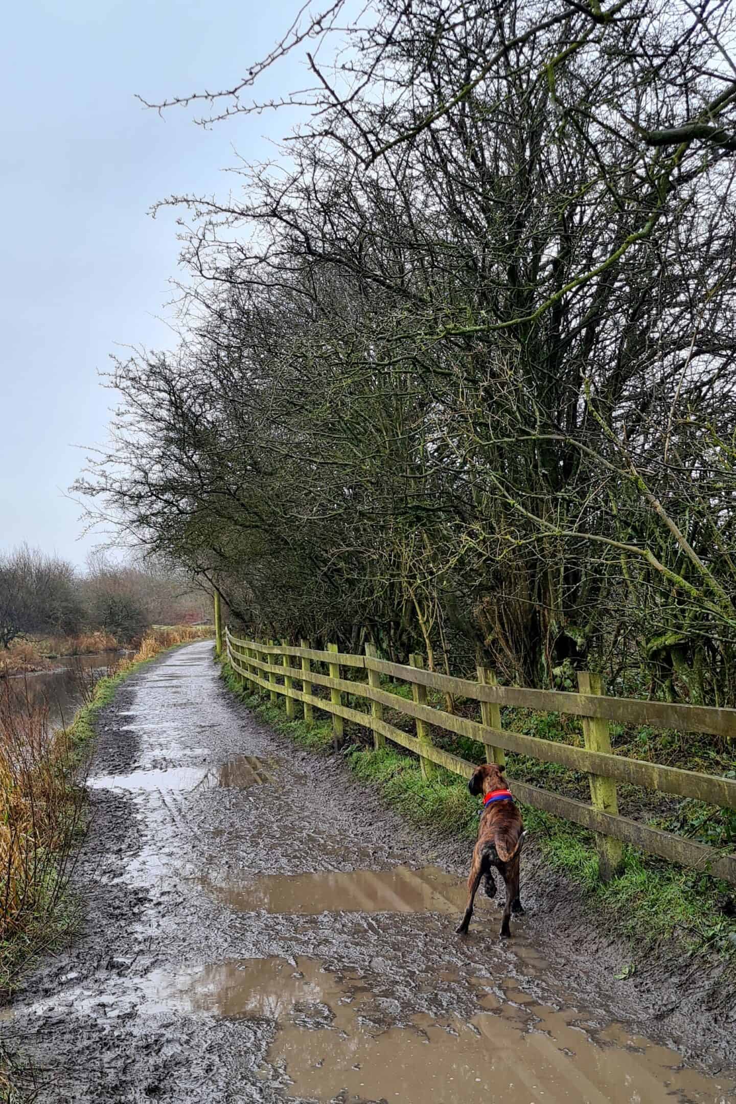 Muddy footpaths along the side of Crime Lake, Daisy Nook