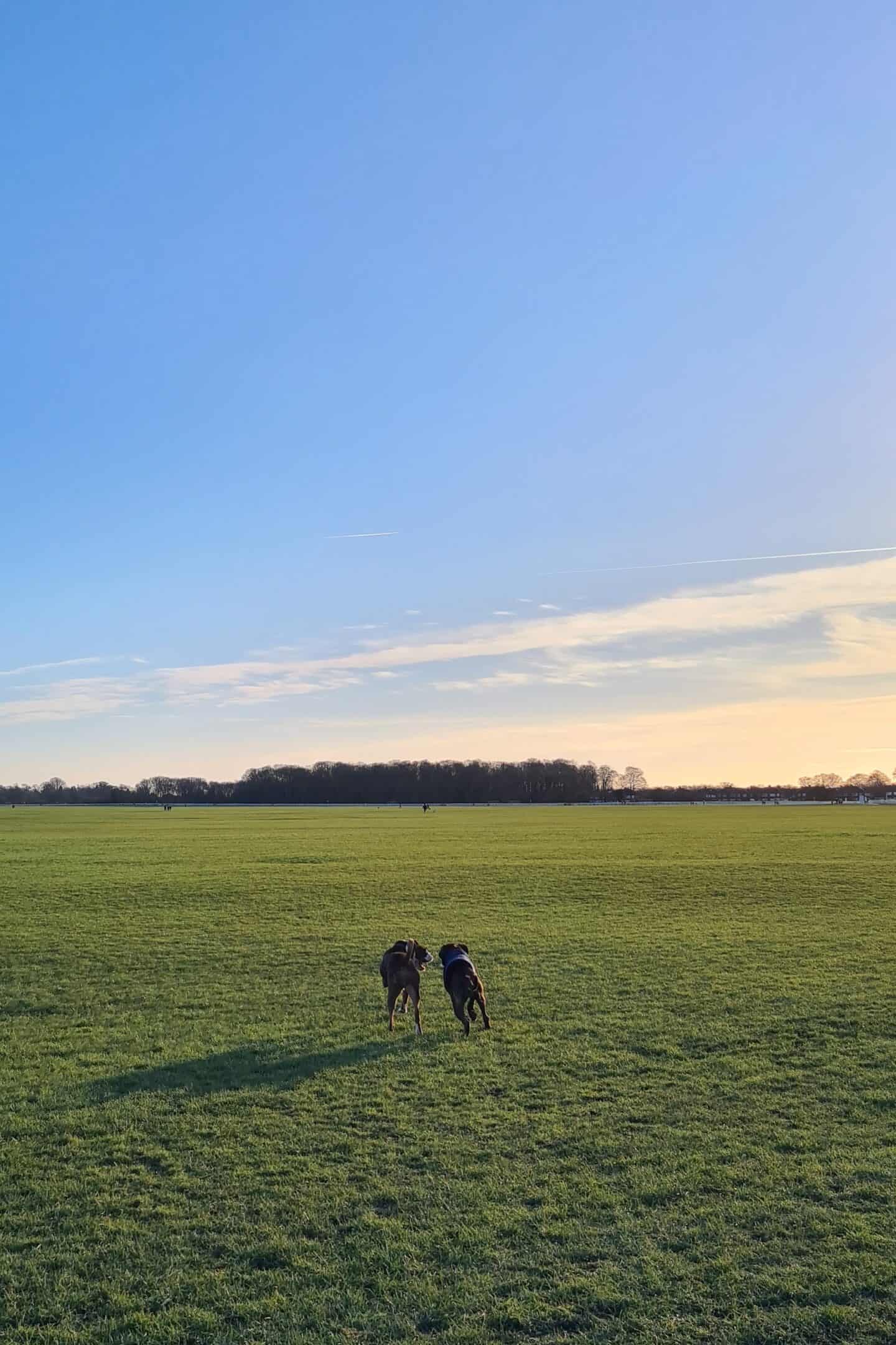 Boxers running on the Knavesmire in the winter sunshine