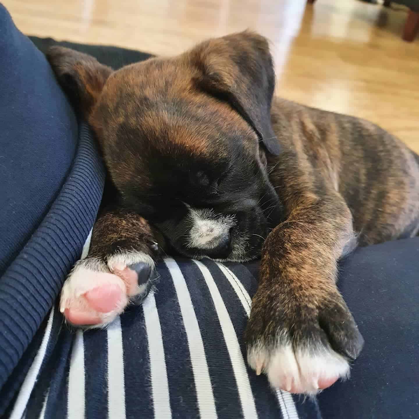 7 week old Boxer puppy