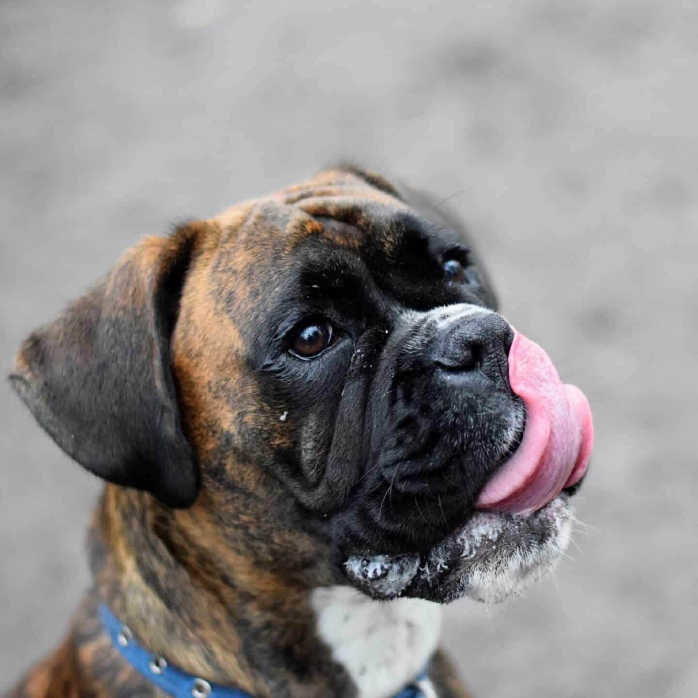 Boxer tongue!