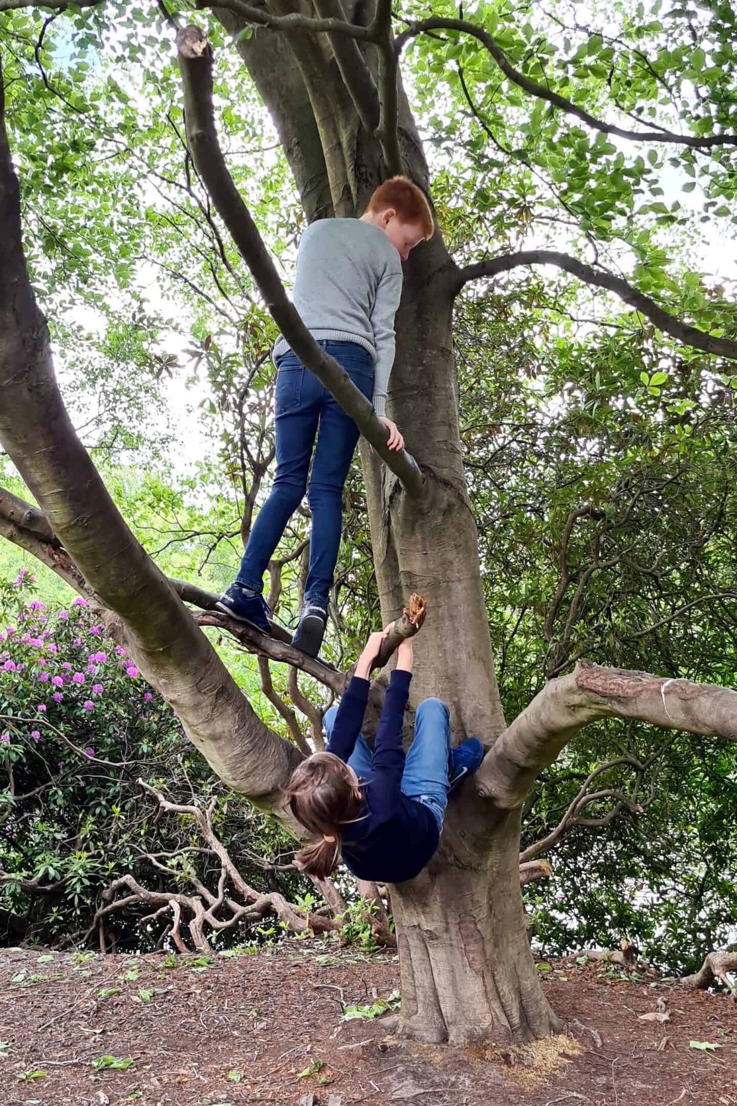 Children climbing trees in Heaton Park