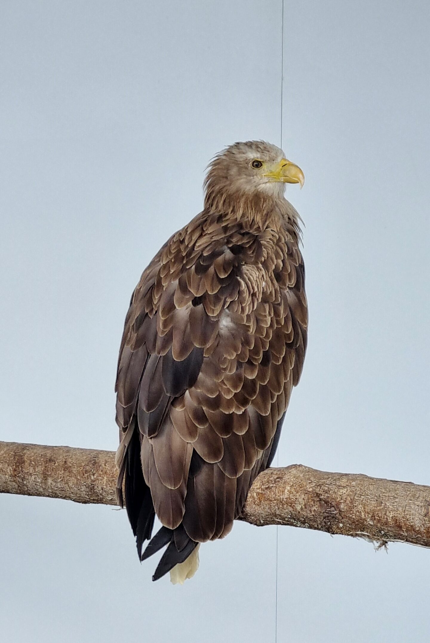 Bird of Prey Centre - Wales