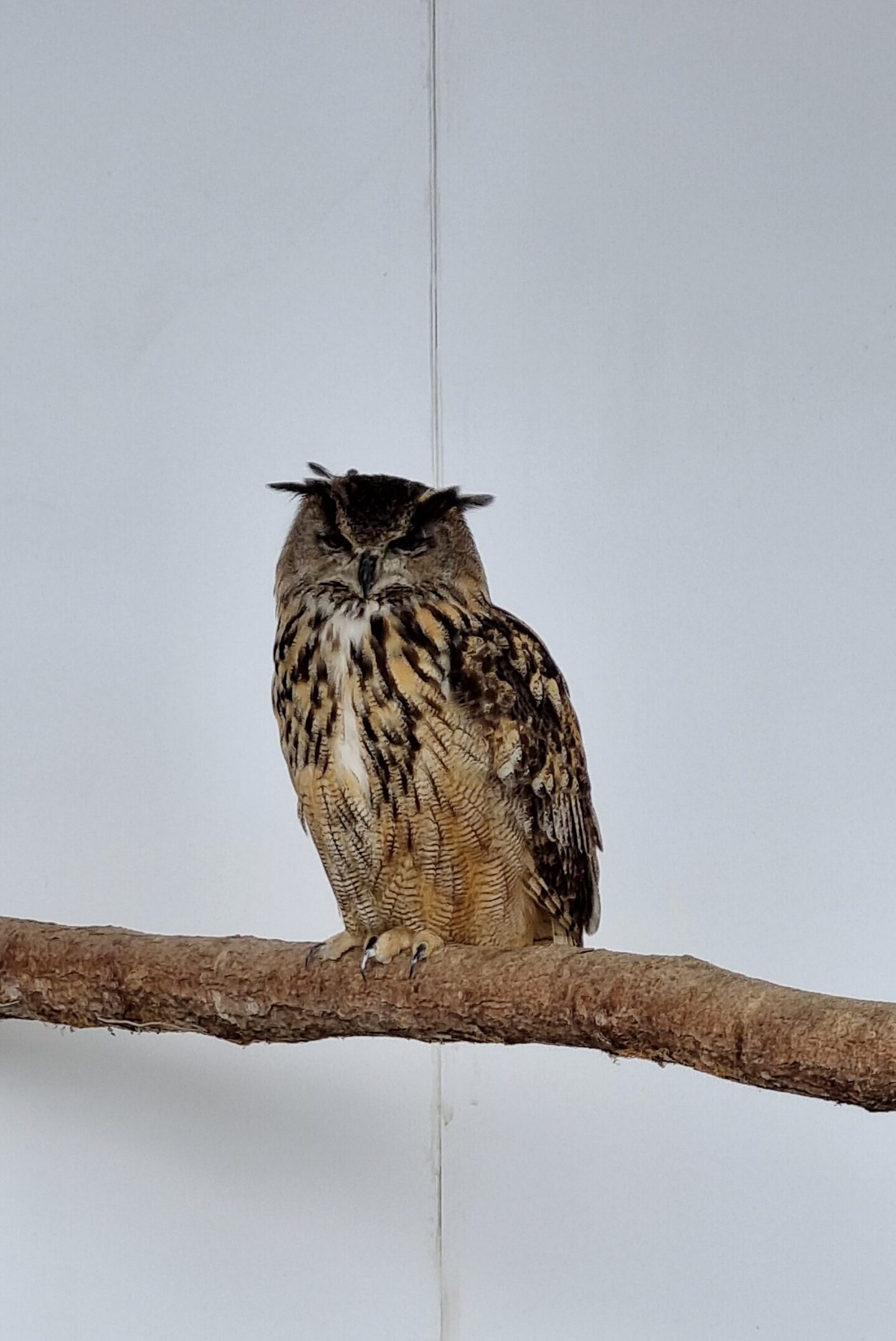 Owl at the bird of prey centre - National Botanic Gardens