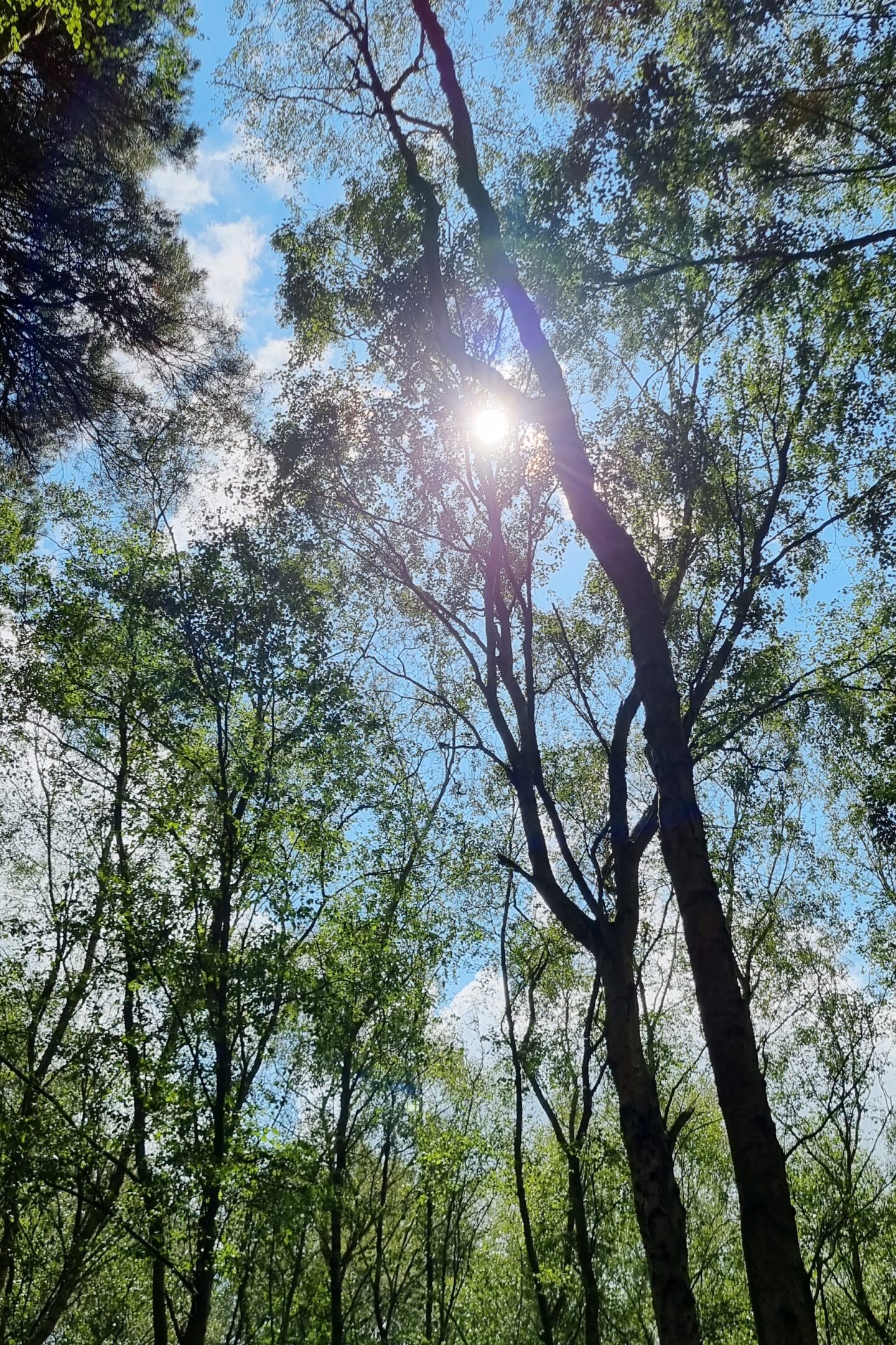 Sunshine glinting through the trees in woodland
