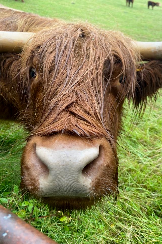 GInger the Highland Cow at Dulais Valley Quads