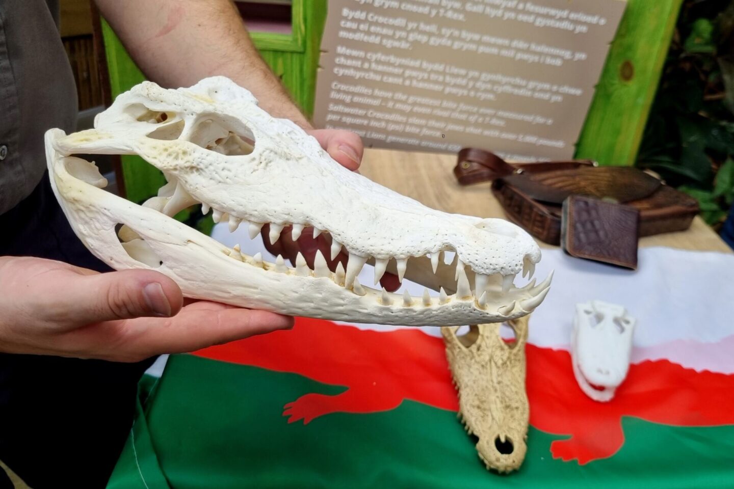 Crocodile skill replica - just look at those teeth