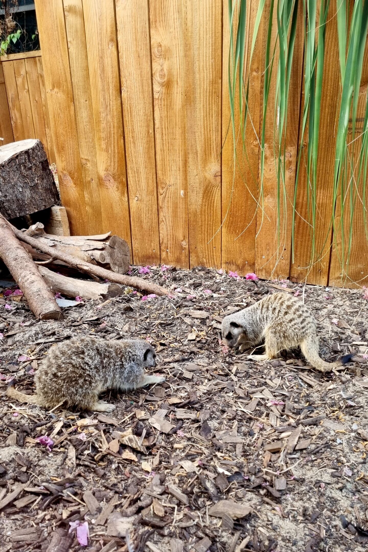 meerkats at Plantasia Swansea