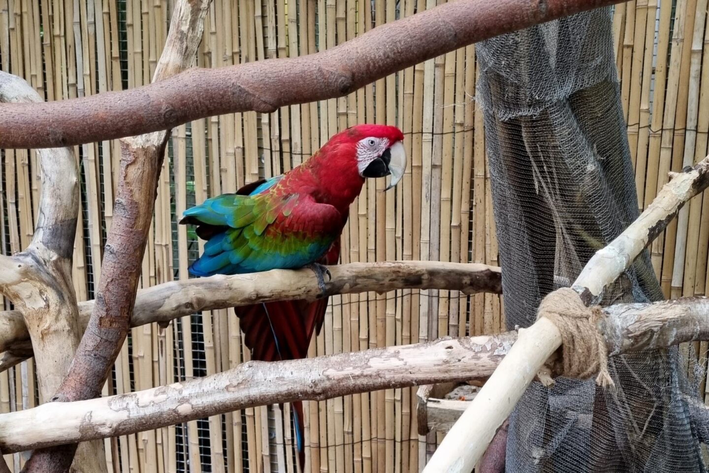 Parrots are amongst the 40 species of animal at Plantasia