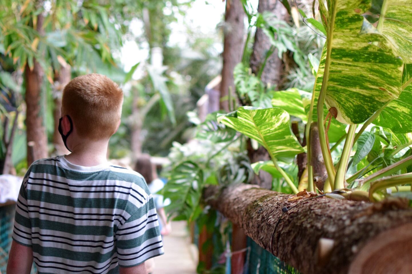 Plantasia - hothouse rainforest environment in Swansea
