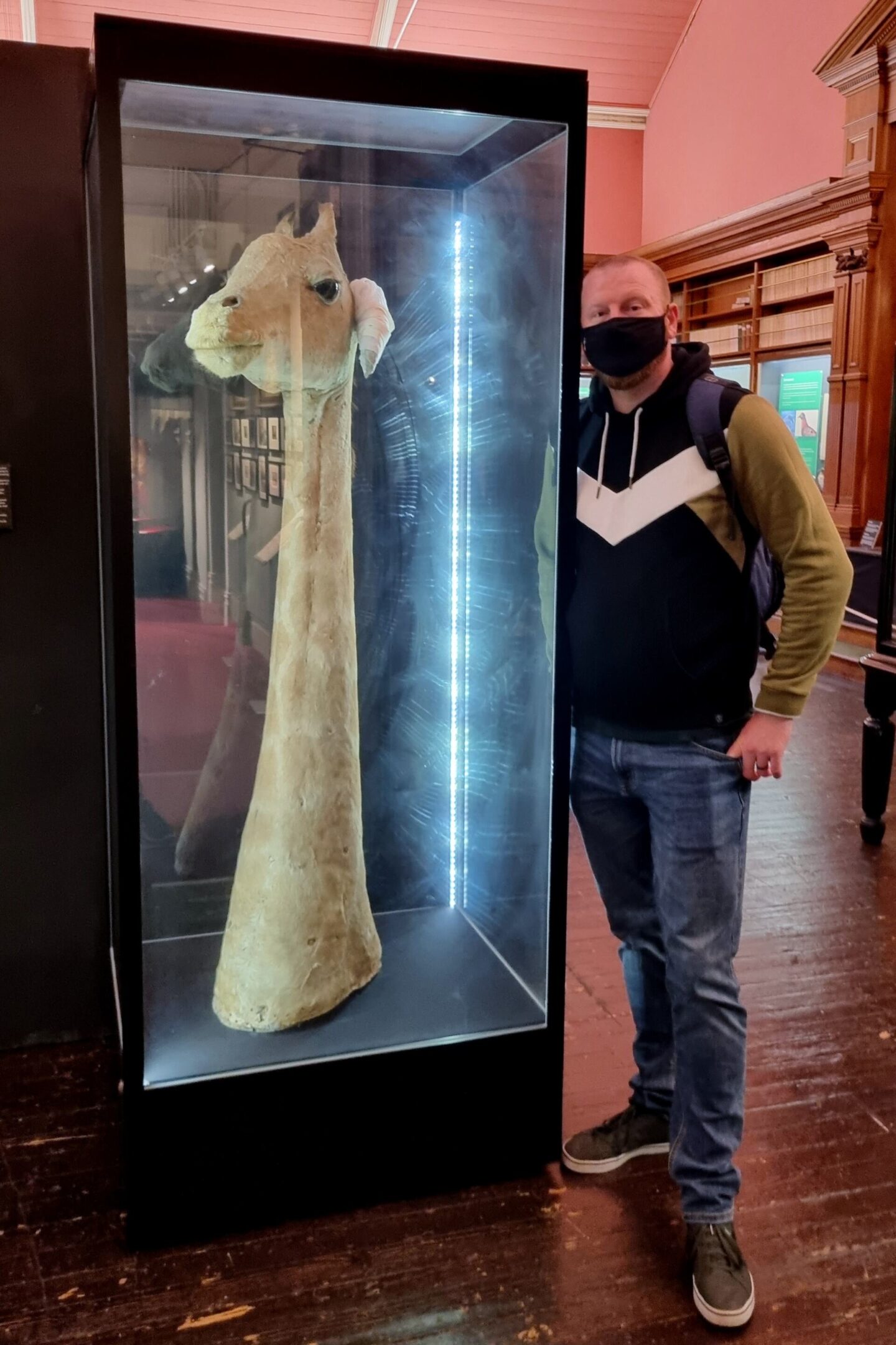 Taxidermy giraffe at Swansea Museum