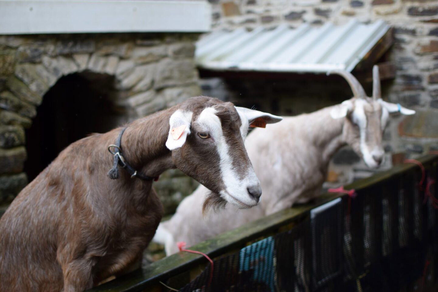 Goats at Gower Heritage Centre