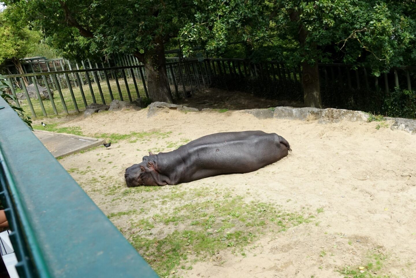 Hippopotamus basking in the sunshine at Dublin Zoo (2017)
