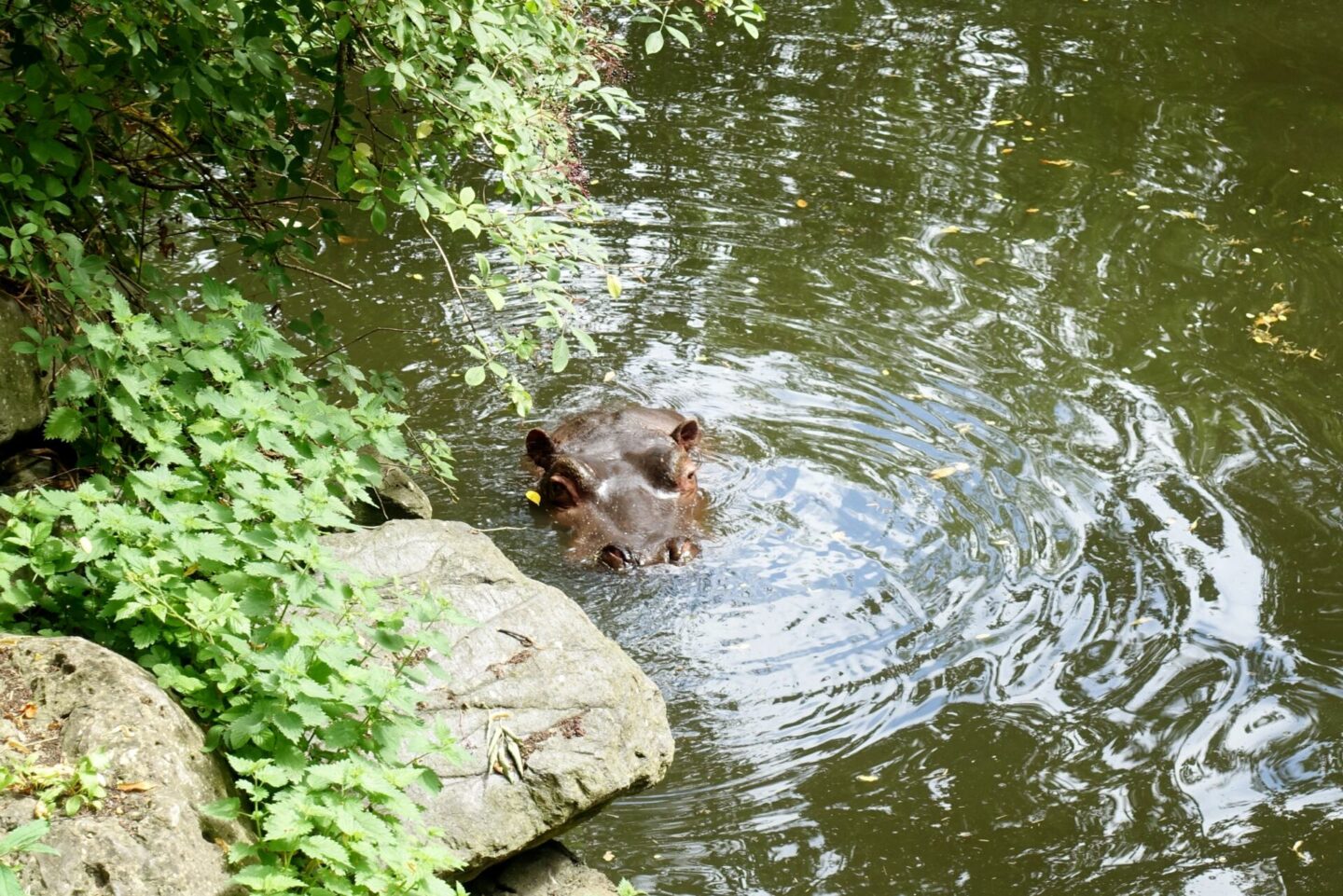 Hippo in the water at Dublin Zoo (2017)