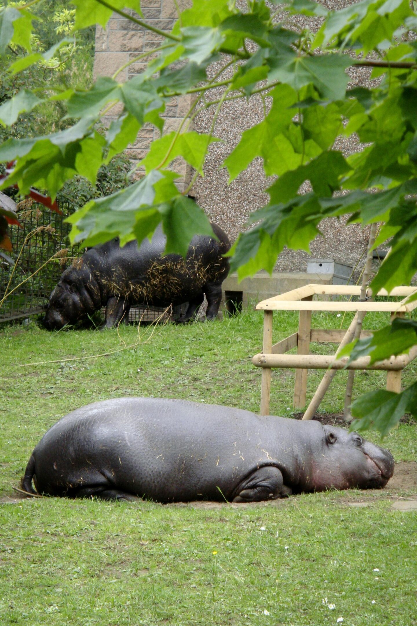 Pygmy hippos at Edinburgh Zoo (2009)
