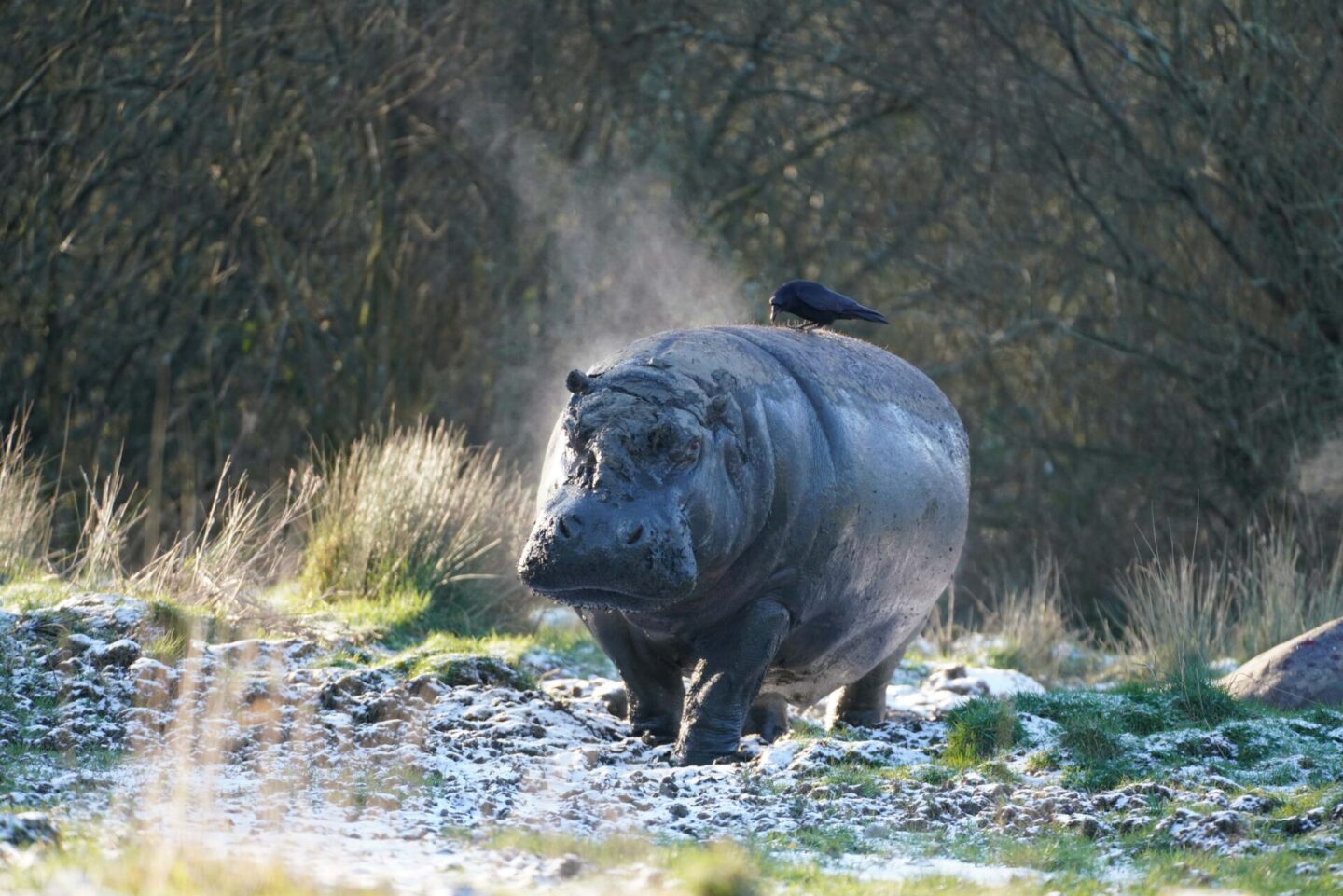 Common hippo at Longleat safari park with bird on his back