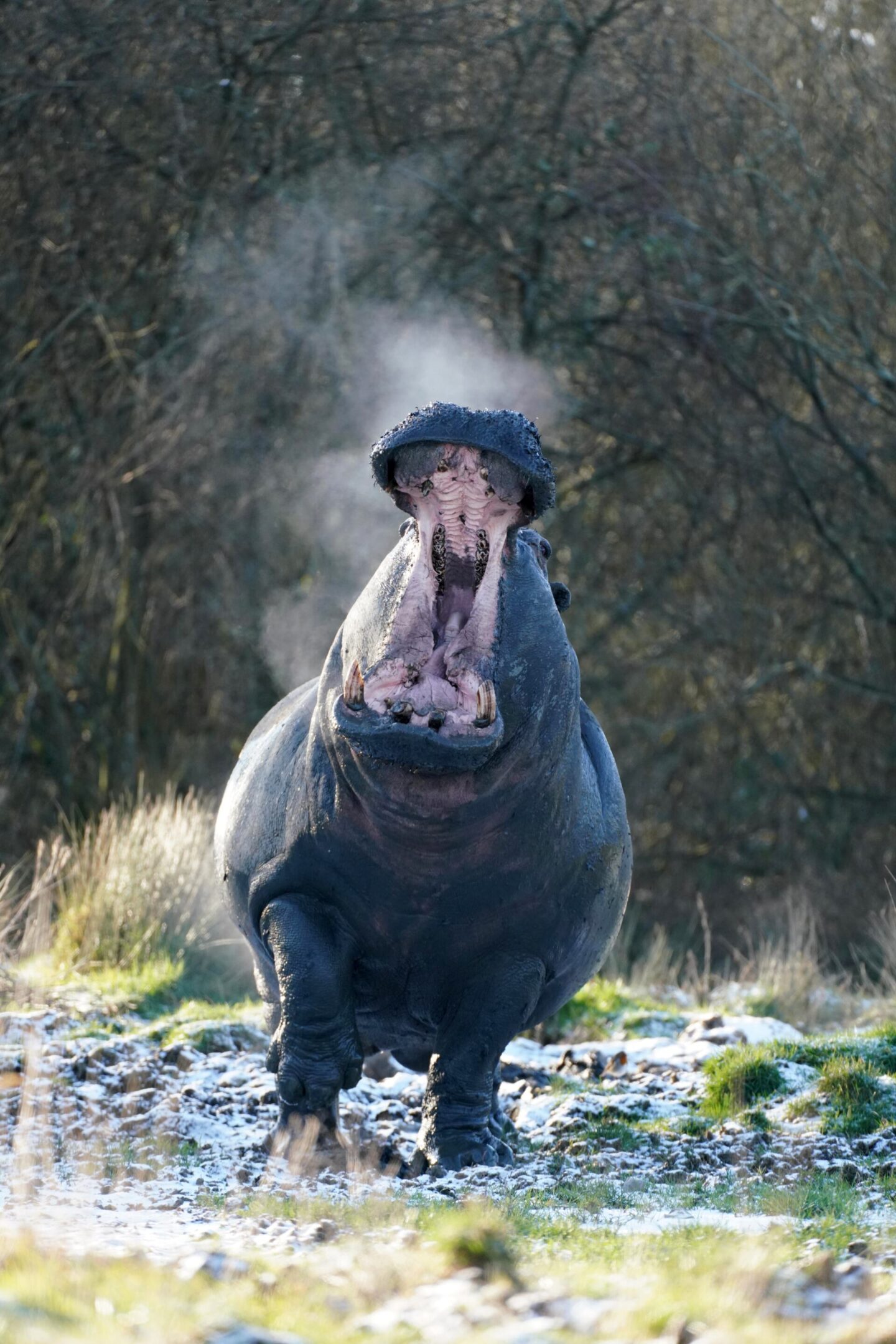 Common hippo with mouth open at Longleat Safari park