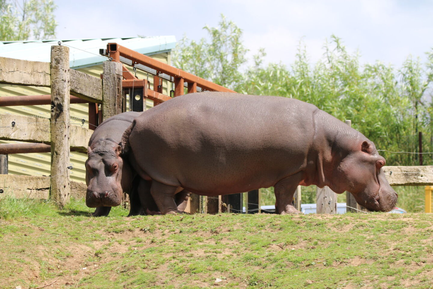 Whipsnade Zoo hippos