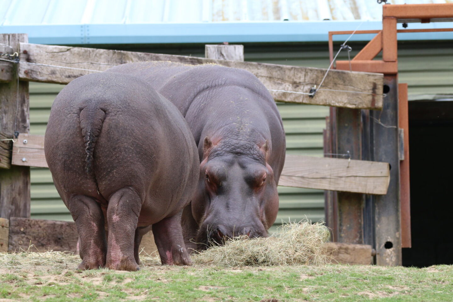 Two of the hippos at Whipsande Zoo