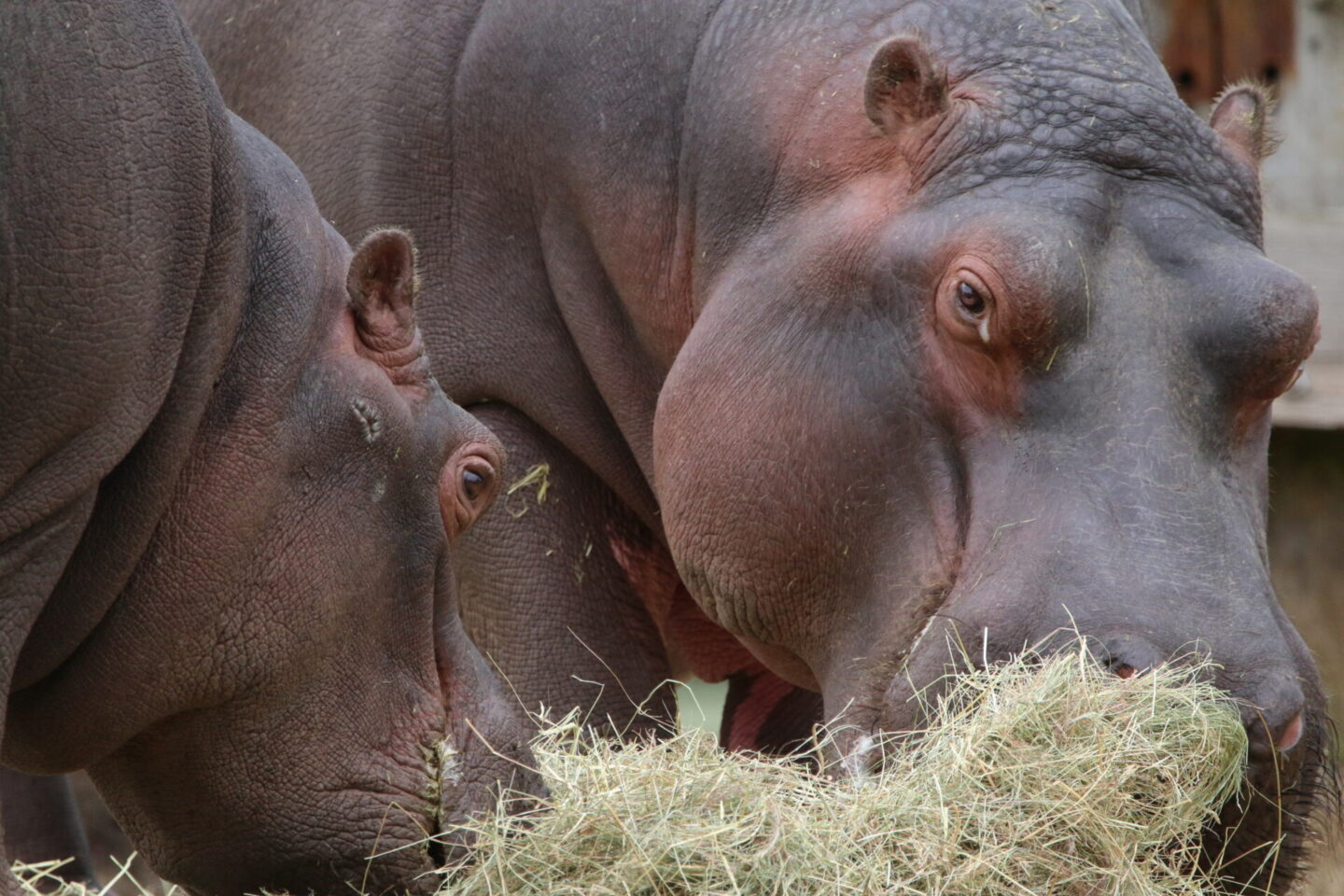 Common hippos at Whipsnade Zoo