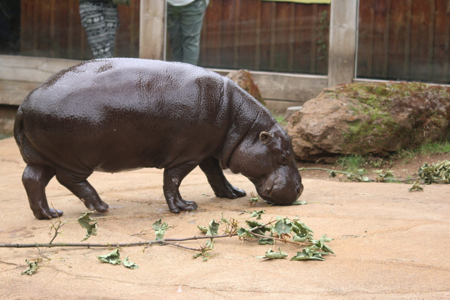 Pygmy hippos at London Zoo