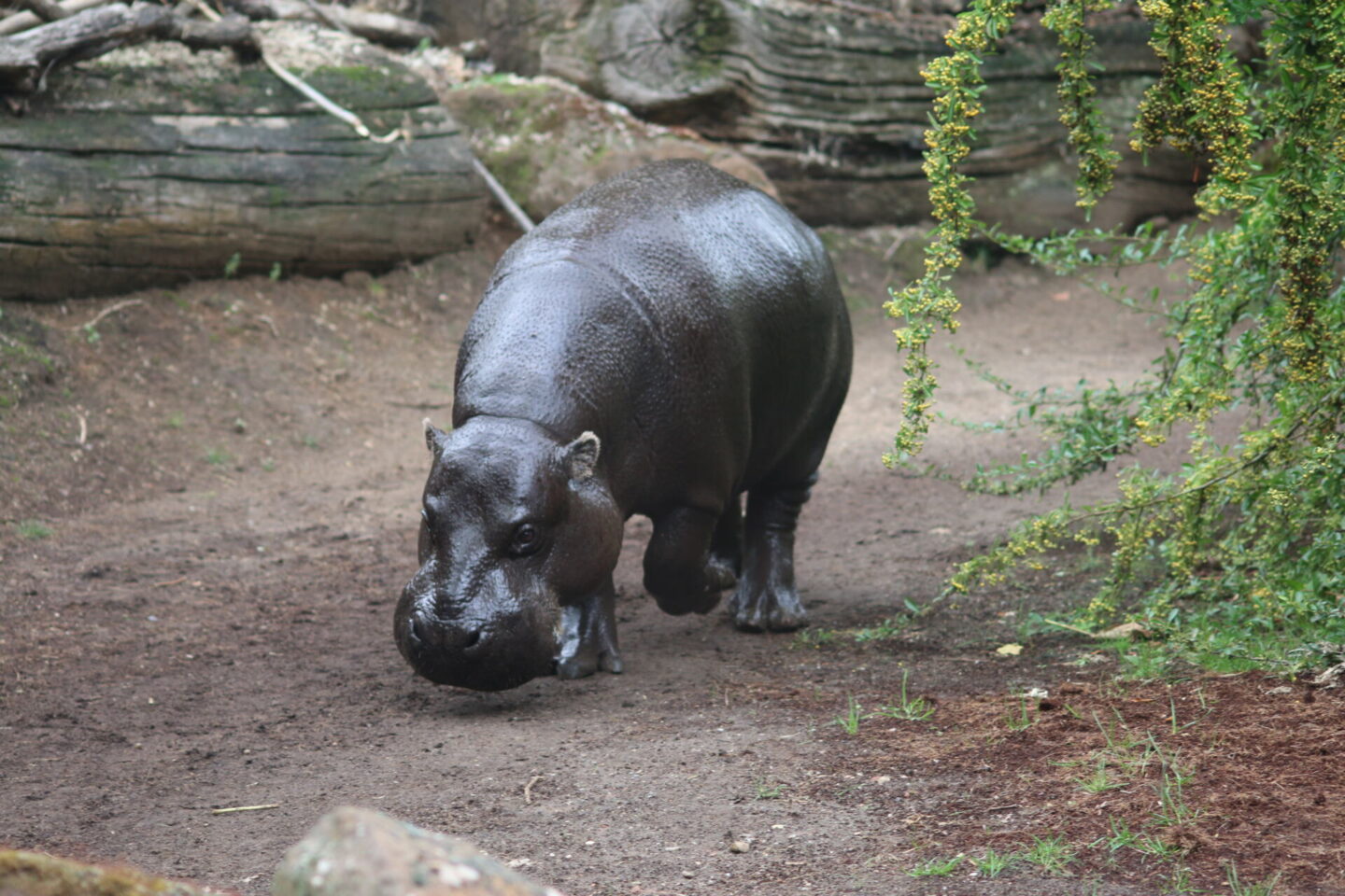 There's currently two pygmy hippos at London Zoo