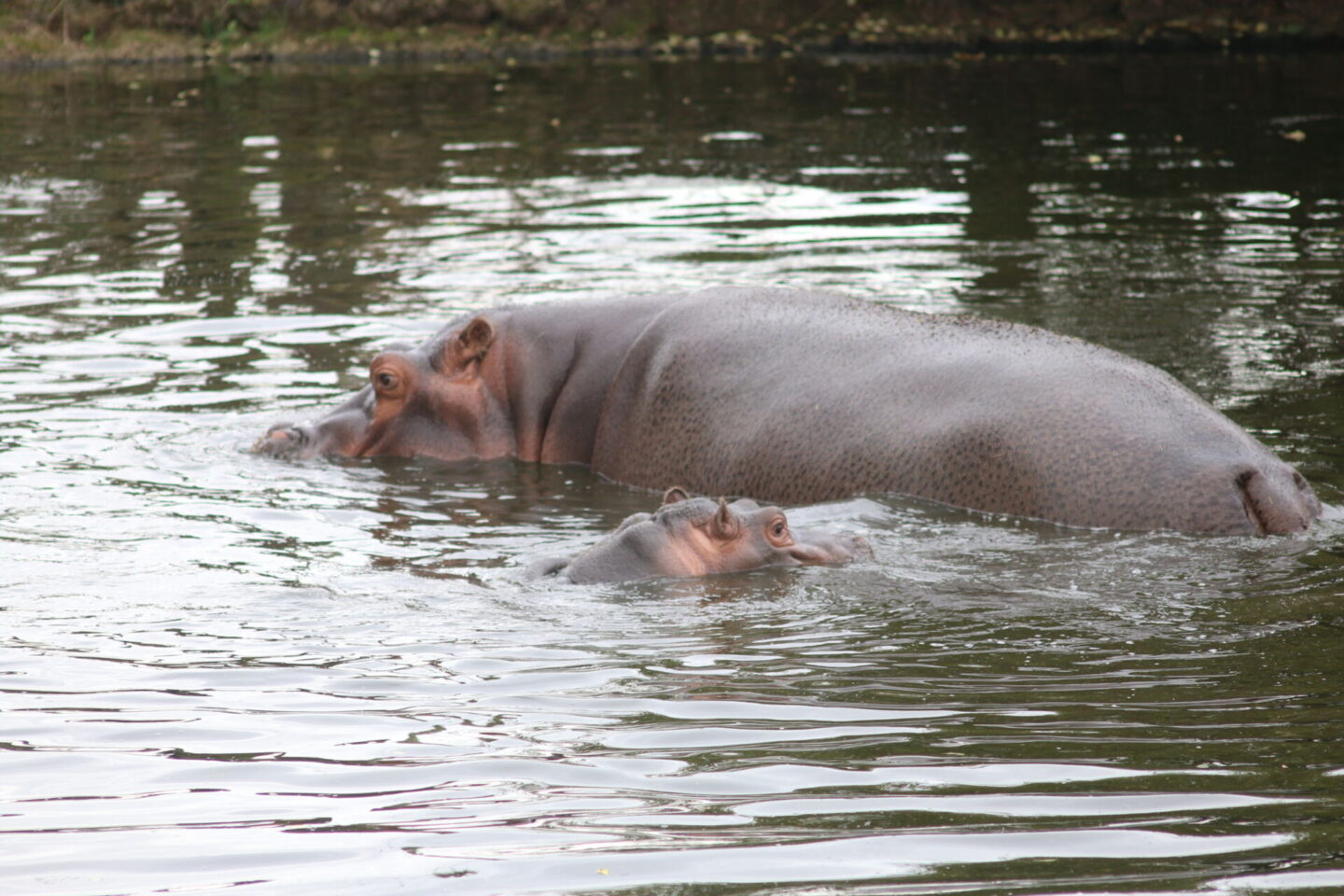 Hippos in the lake at Whipsnade Zoo