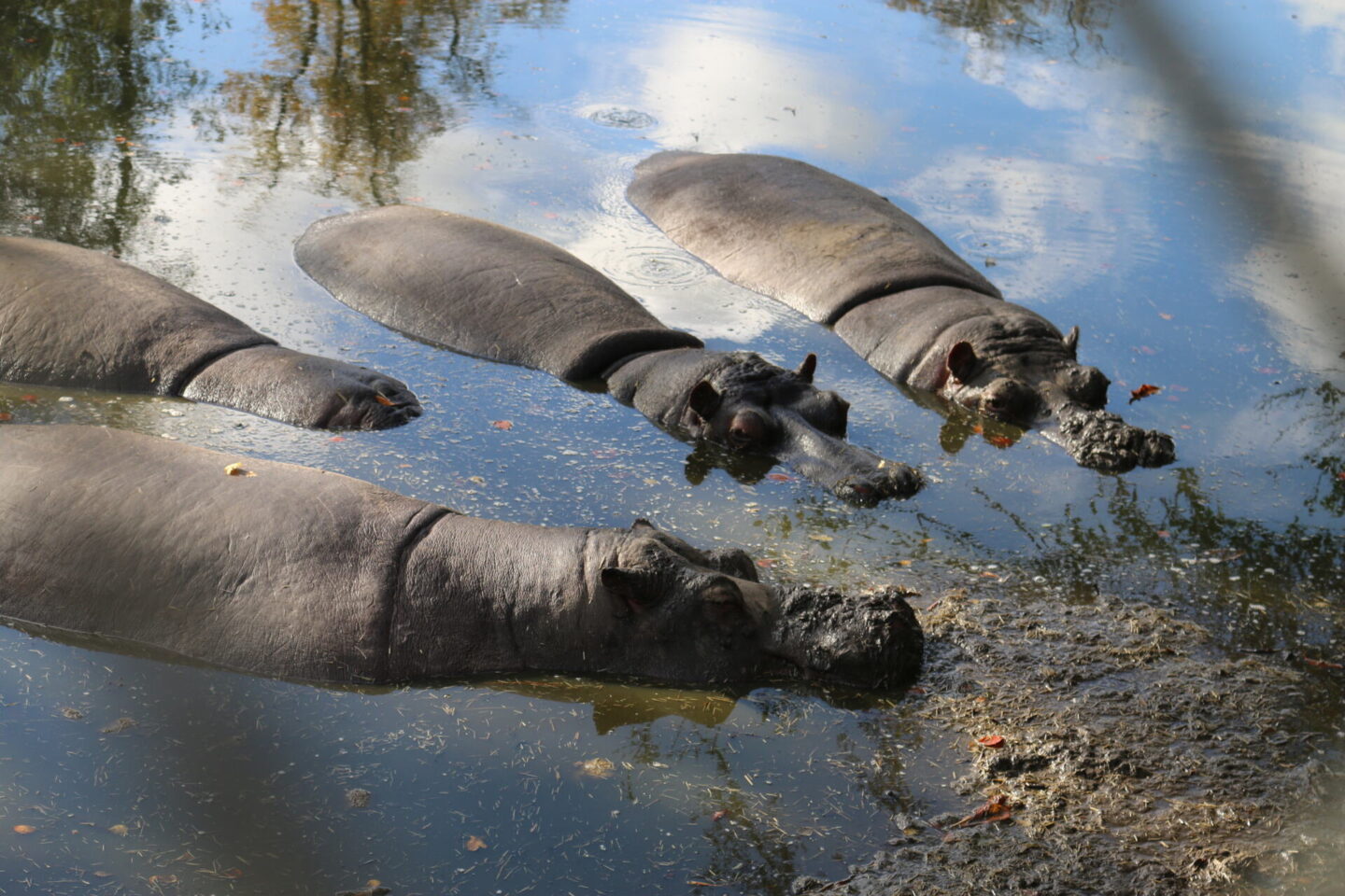 West Midlands Safari have the largest pod of common hippos in England