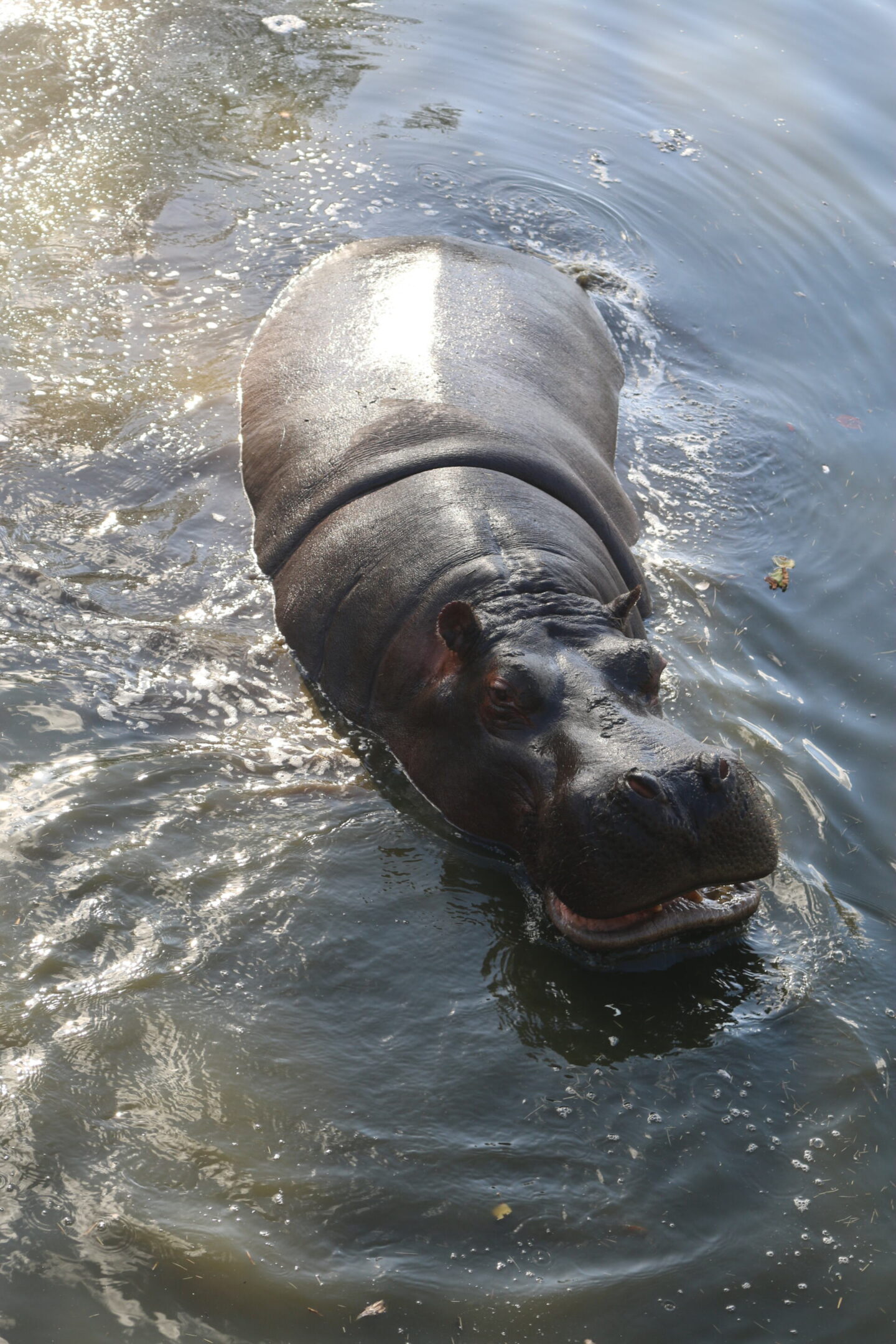 Common hippo in the lake at West Midlands Safari - hippos in England
