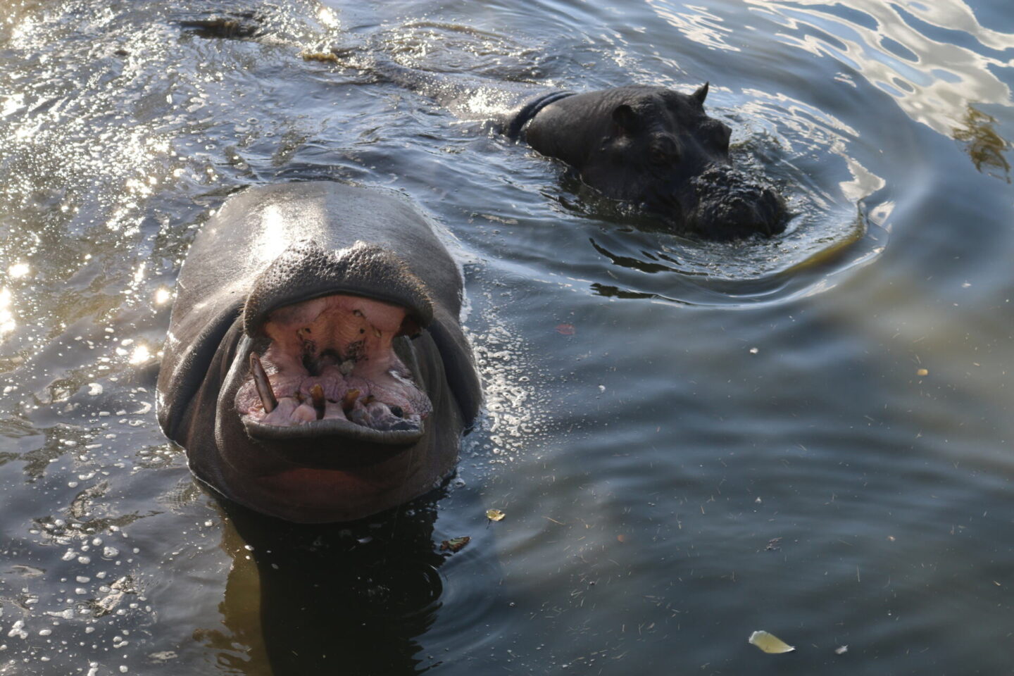 Common hippos at West Midlands Safari Park