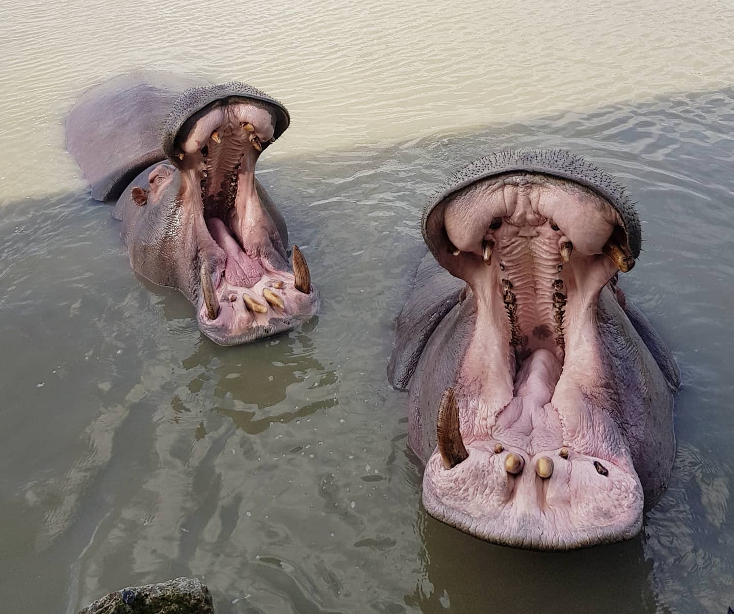 Ernie and Godzilla - two common hippos at Flamingo Land North Yorkshire