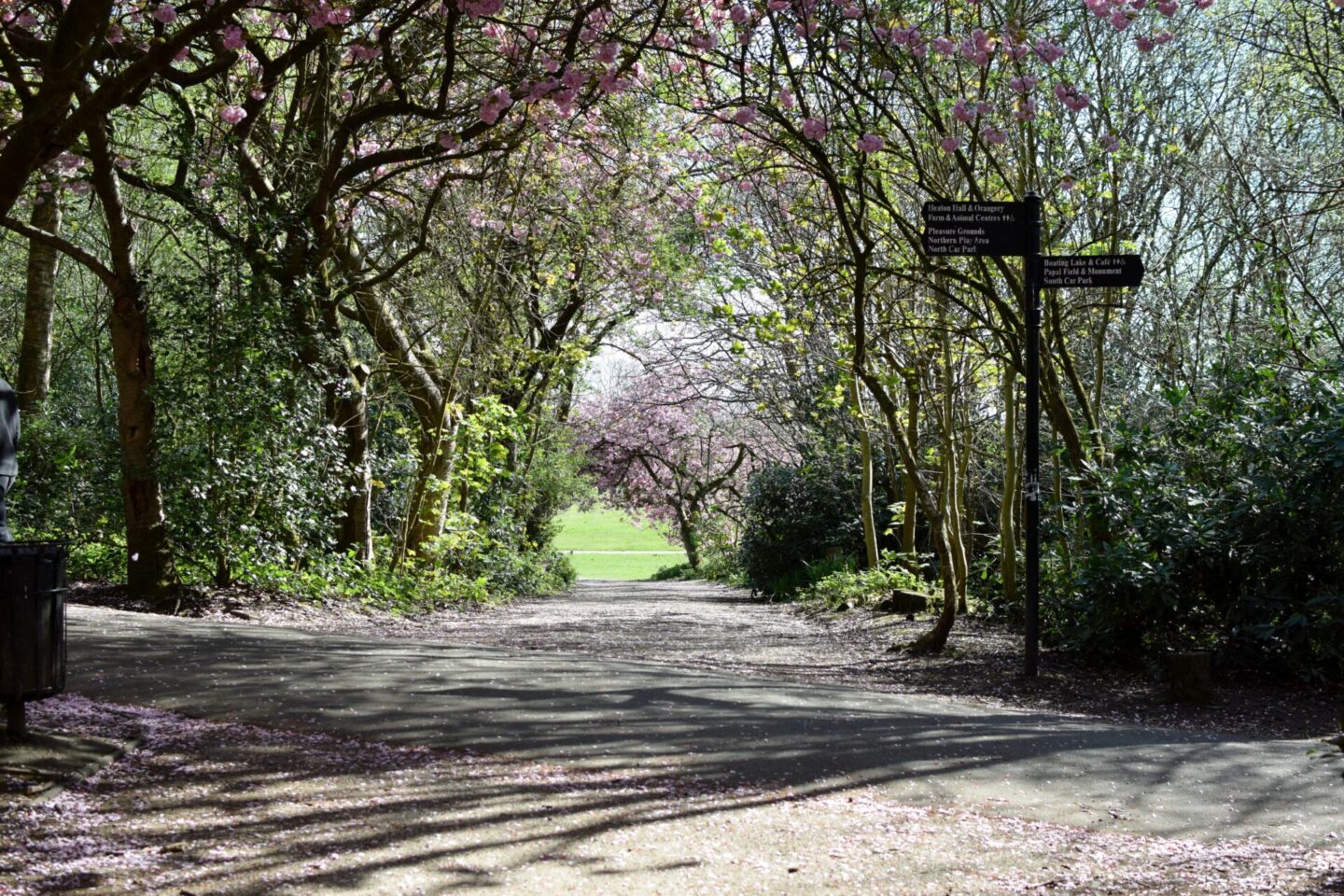 Blossom trees in Heaton Park scattering their petals like pink confetti across the paths