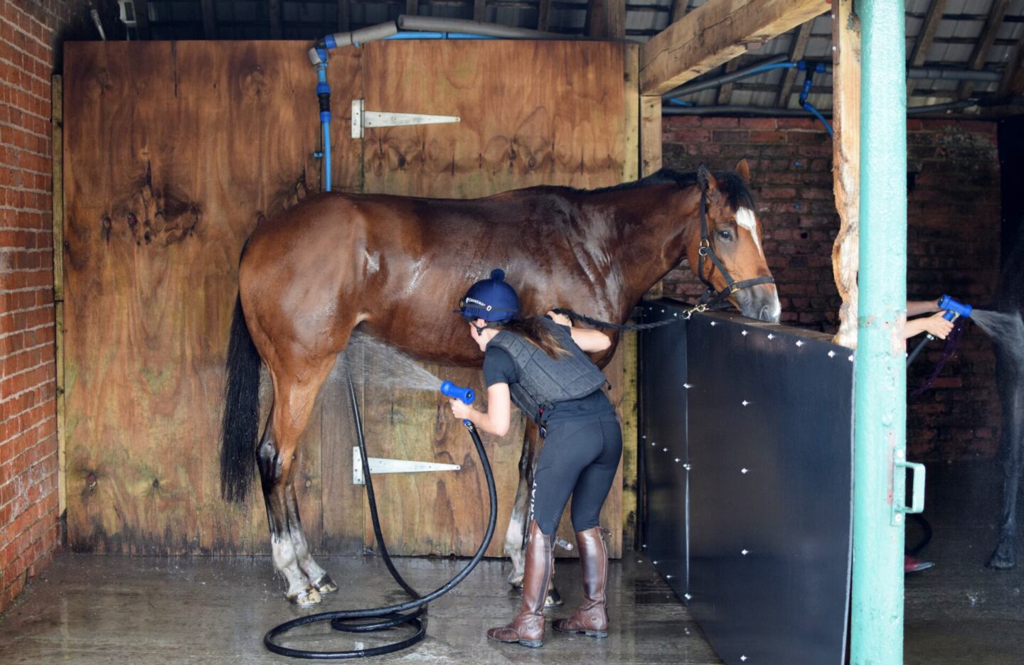 Racehorse having a shower after training