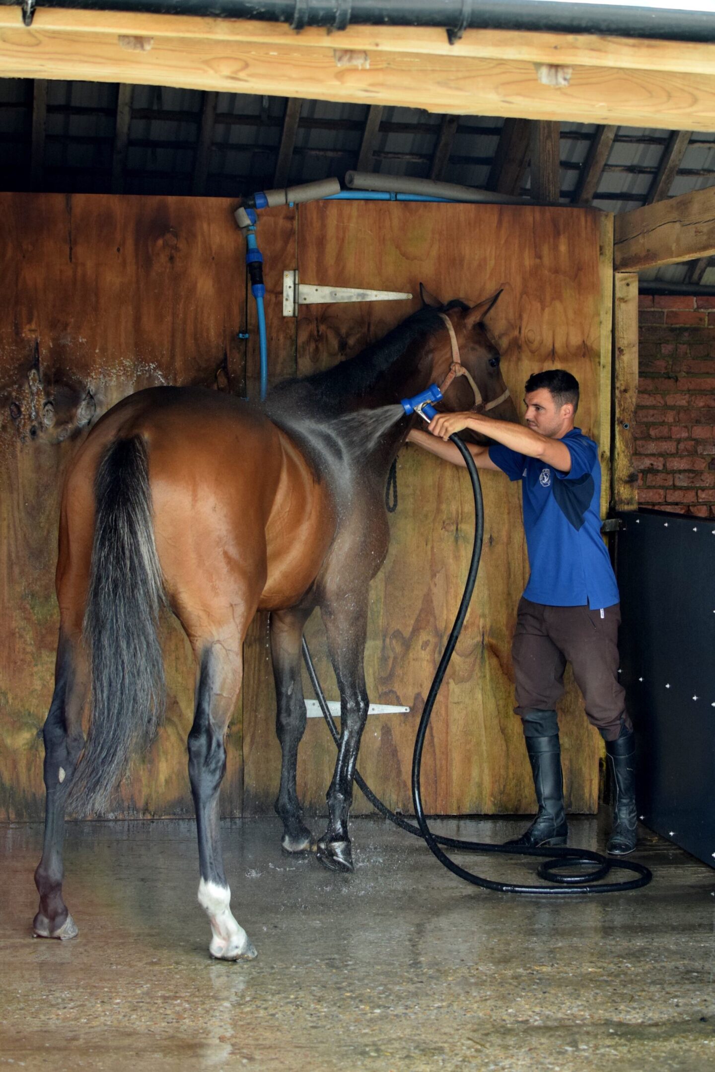 Stable staff taking care of racehorse after training