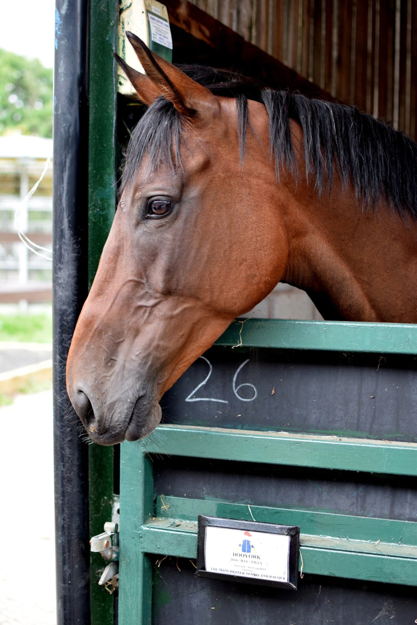 Racehorse at Greenall Guerriero Racing