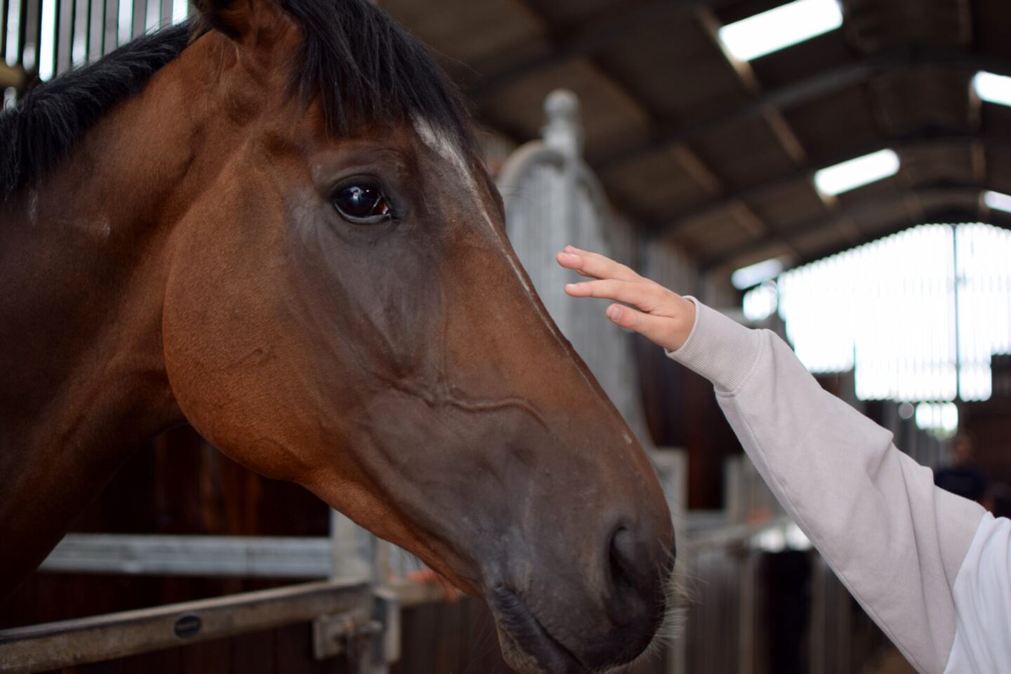 Stroking a racehorse