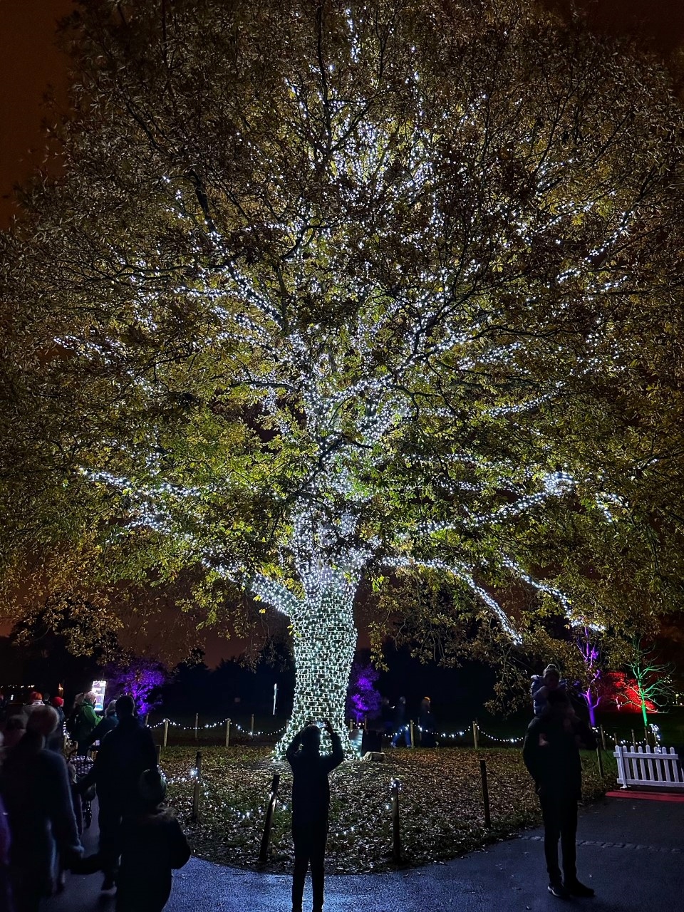 Lit trees at Christmas at Kew 2022