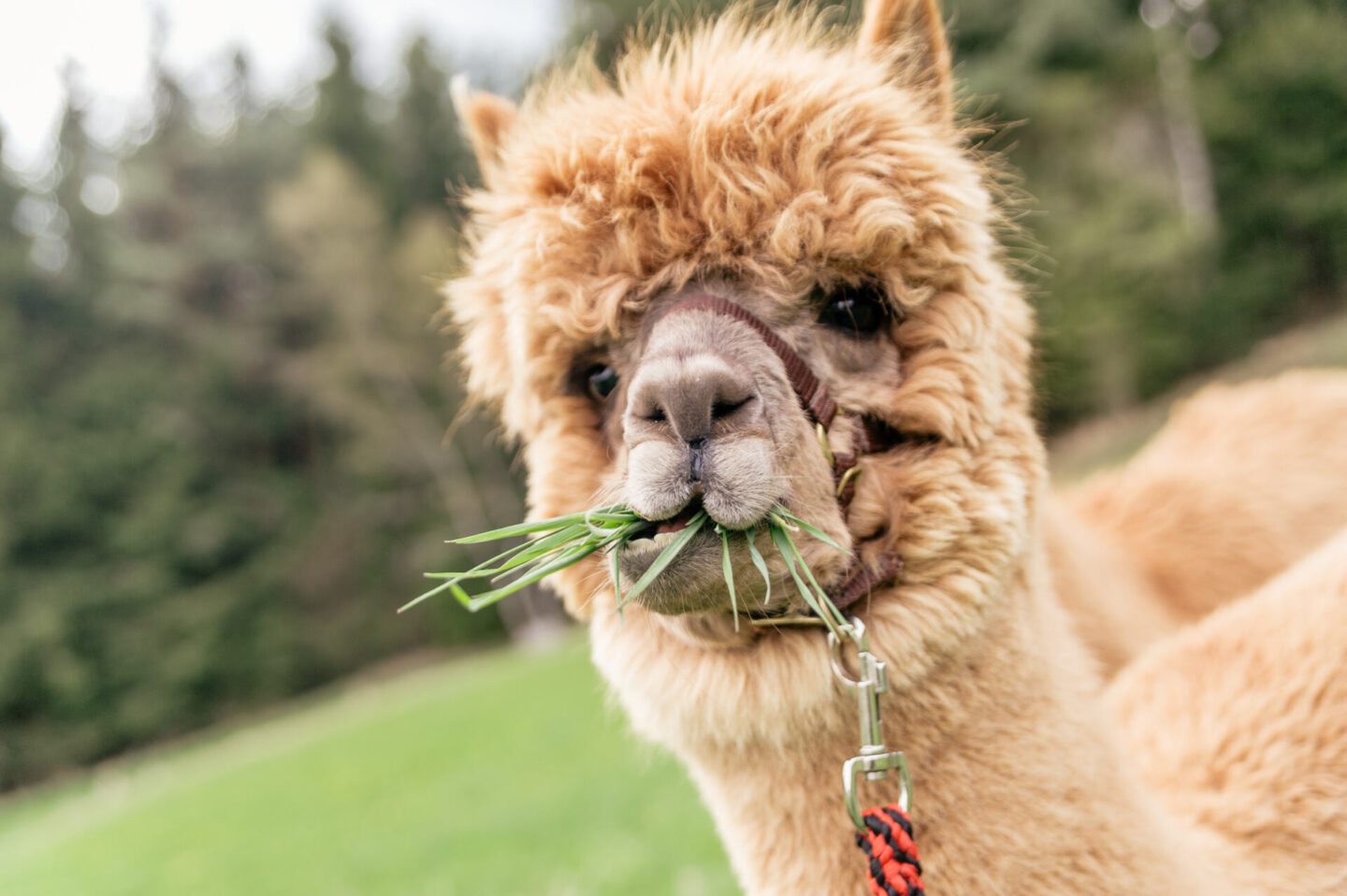 Funny brown alpaca with mouth full of grass - alpaca trekking experience