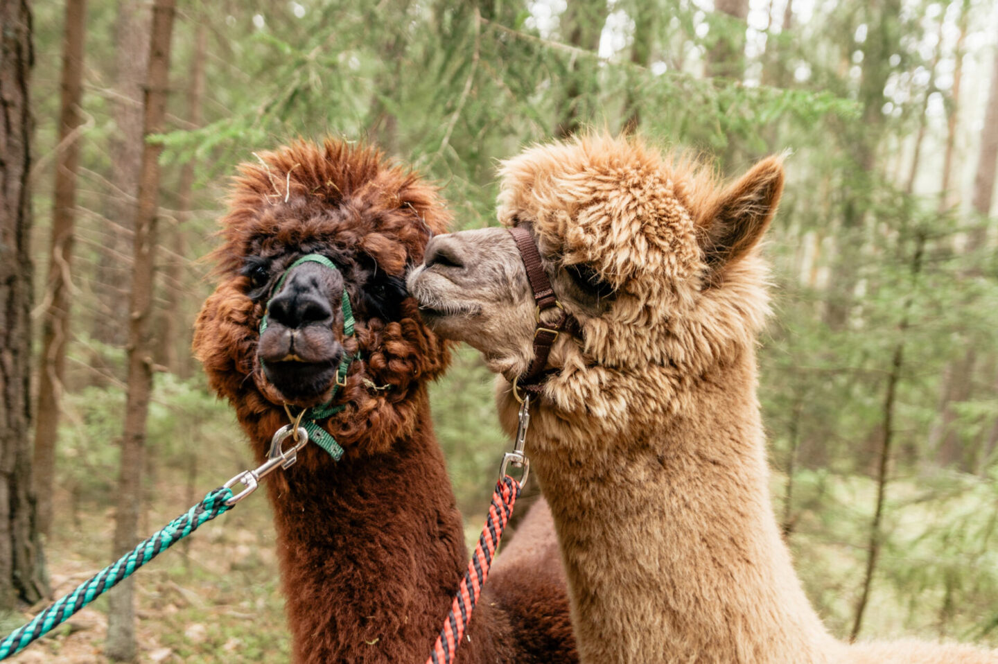 Alpacas wearing leads ready to be walked