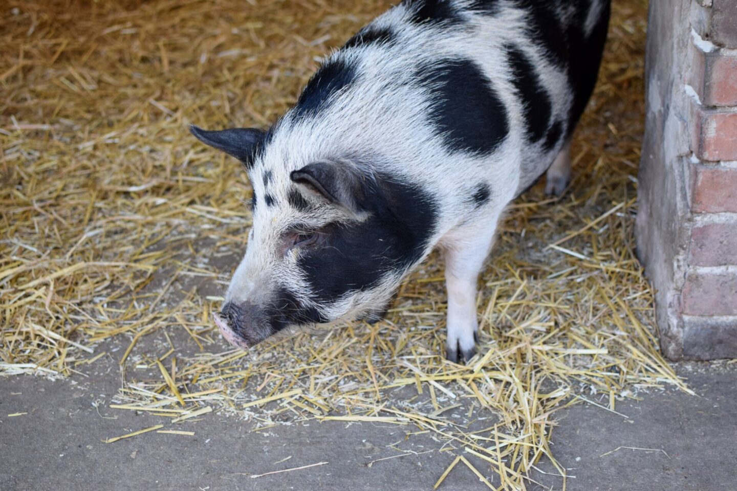Visit the pigs at Heaton Park Farm