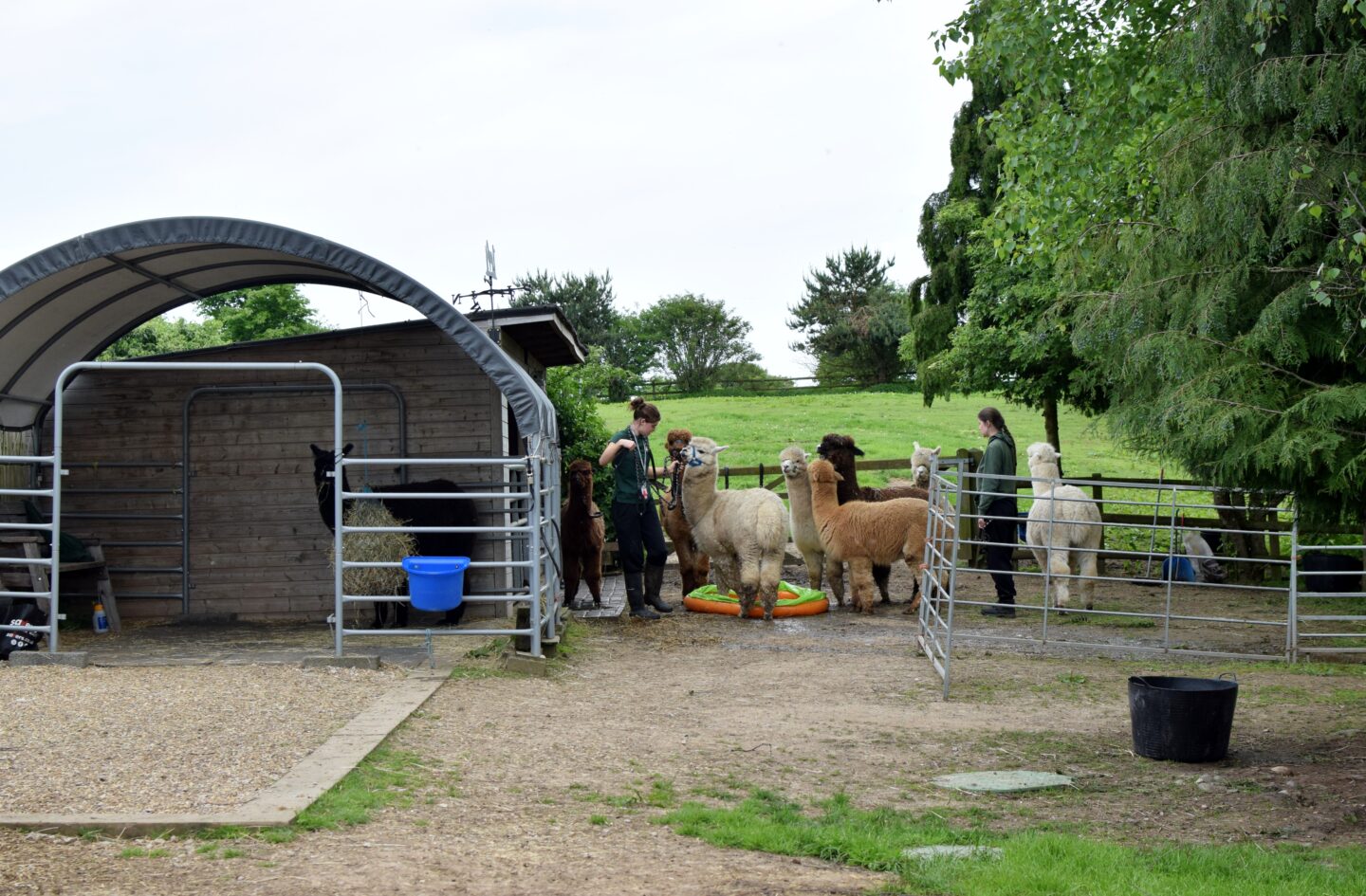 The Rack and Ruin herd