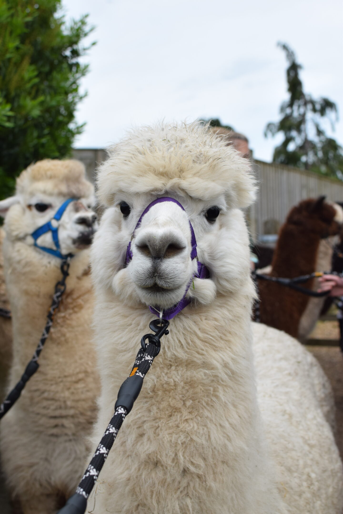 Bobby the alpaca at Rack and Ruin Alpacas