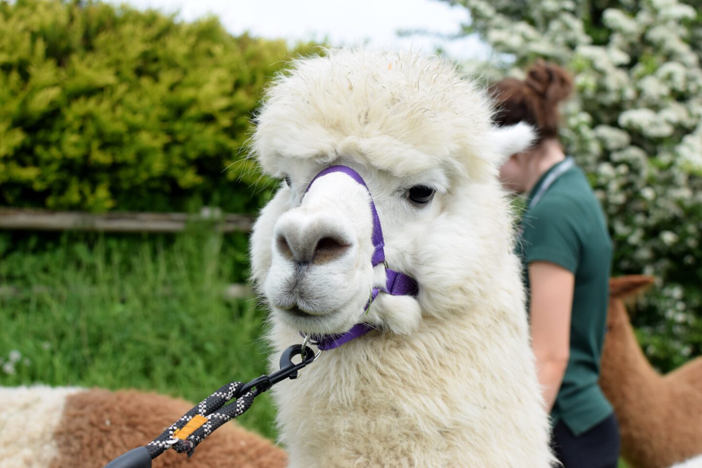 Fluffy alpaca face with harness ready for walking