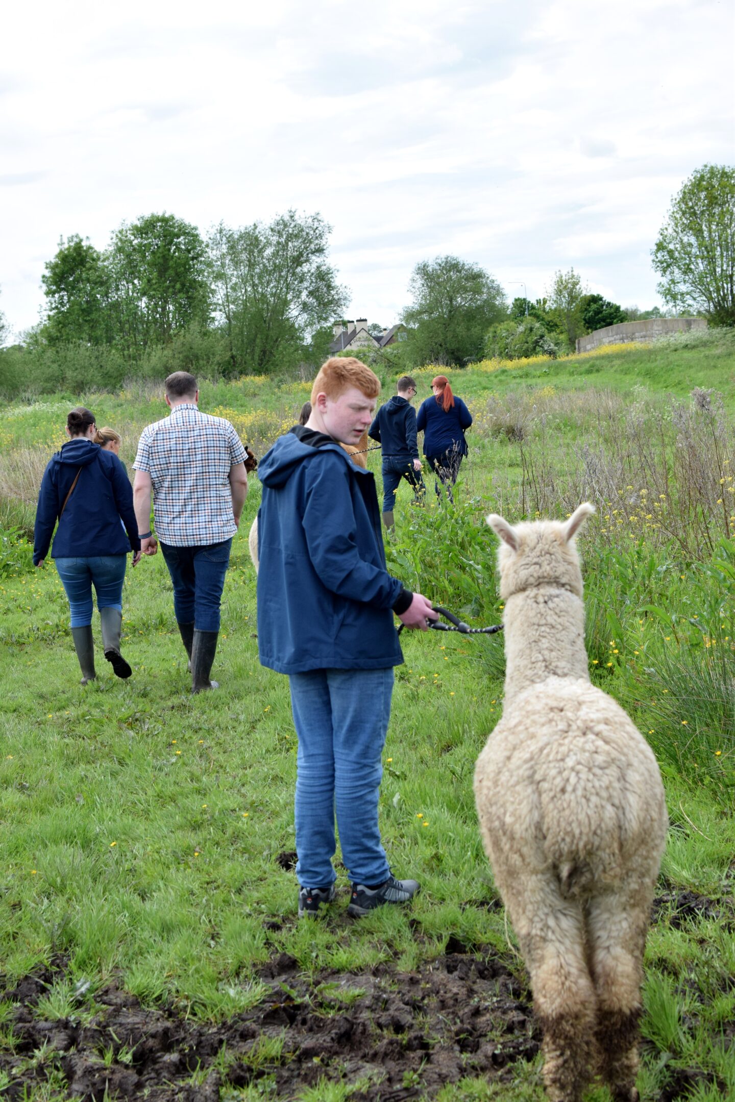 Alpaca trekking at Rack and Ruin Alpacas, Chester