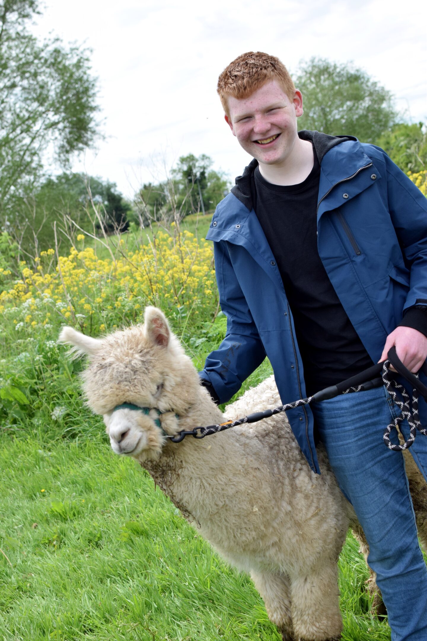 Alpaca walking is utterly random but such good fun - especially for older kids