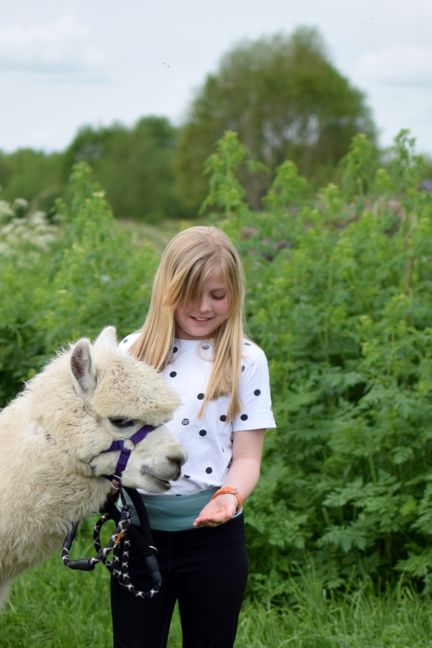 Amy hand feeding Bobby the alpaca carrots