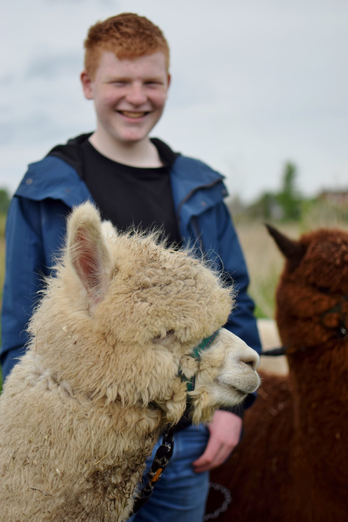 Alpacas have incredibly soft, thick fleece - you can lose your hands in it!