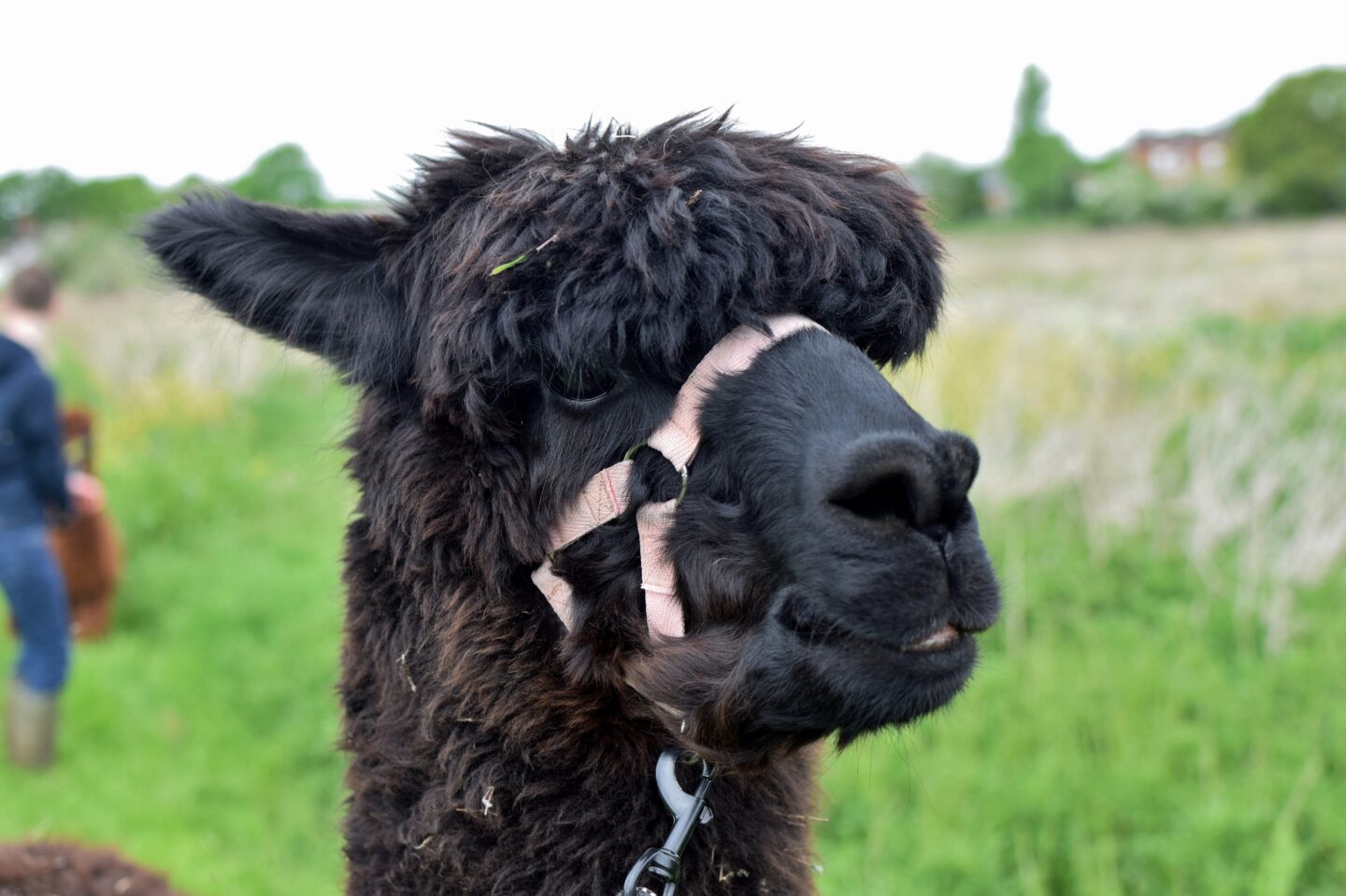 Elliot the alpaca